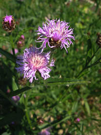 Centaurea jacea Jena Experiment