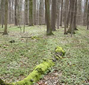 Hainich National Park