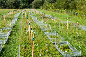 Carabid enclosures in the Jena Experiment