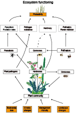 Food webs