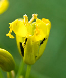 Parasitoids in oilseed rape (Canola)