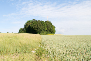 Oilseed rape (canola) field and wheat field