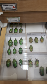 salt marsh carabid beetle