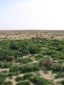 Ant nest in the Kuwaitian Desert