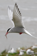 Arctic tern