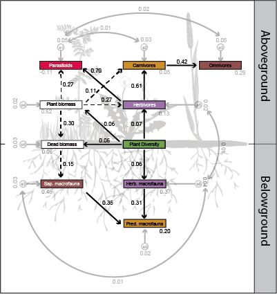 Plant biodiversity and above-belowground structural equation model