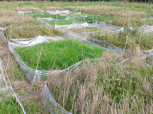 New biodiversity experiment in Göttingen