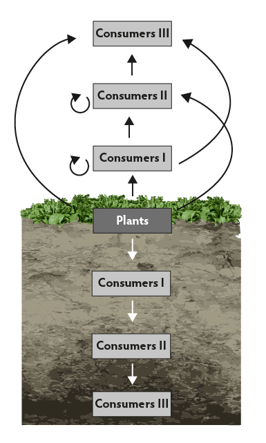 Bottom-up trophic cascade in a food web