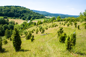 Calcareous grassland