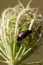 salt marsh carabid beetle