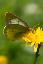 Calcareous grassland butterflies