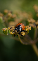 Ladybeetle