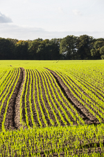 Agricultural intensification