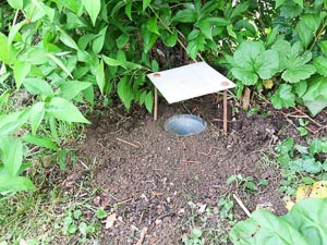 Pitfall trap with funnel
