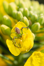 Green crab spider