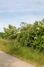 Hedgerow