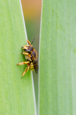 salt marsh carabid beetle