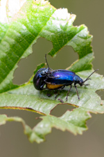 Leaf beetle herbivory