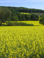 Canola landscape