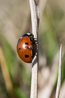 Lady beetle