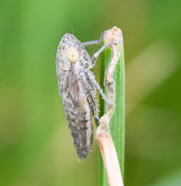 Leafhopper