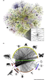 Ecological Networks