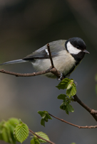 Parus major