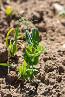 Field pea