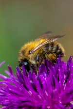 Bumblebee visiting flower