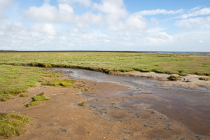 Salt marsh