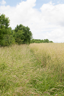 Arable field margin