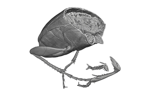 Carabid micro tomography