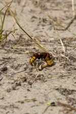 salt marsh carabid beetle