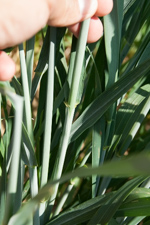 Wheat crop