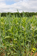 Wheat-faba bean intercrop