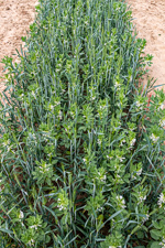 Wheat-faba bean intercropping (plot)