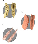 X-ray tomography of insect tissues